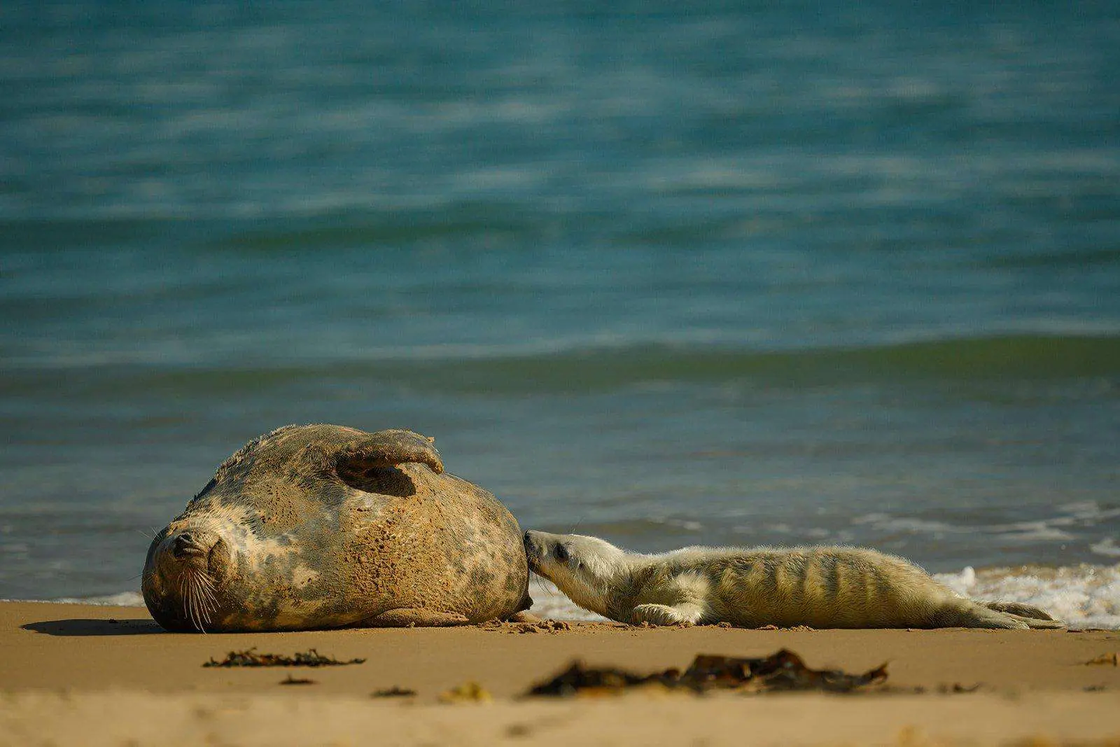 Grey seal pup suckling on Mum