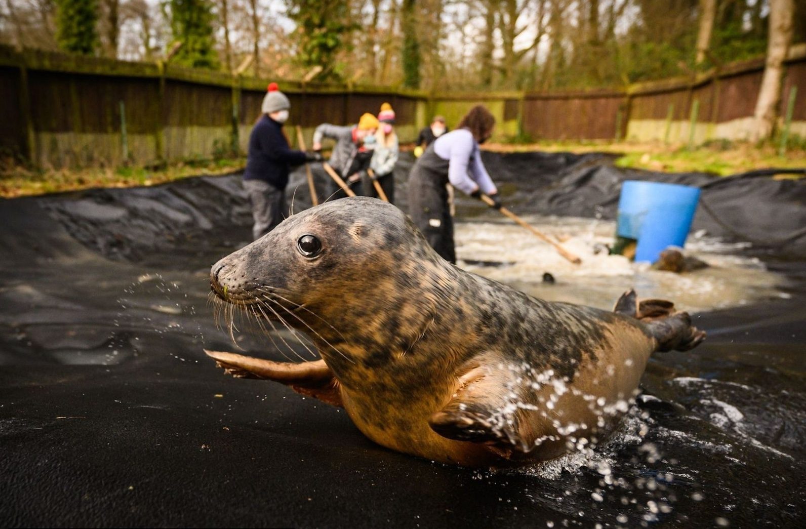 30 Minute Guided Tour of Seal Rescue Ireland - Seal Rescue Ireland