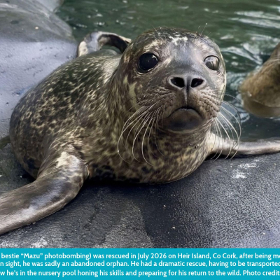Seal Rescue Calendar P 5