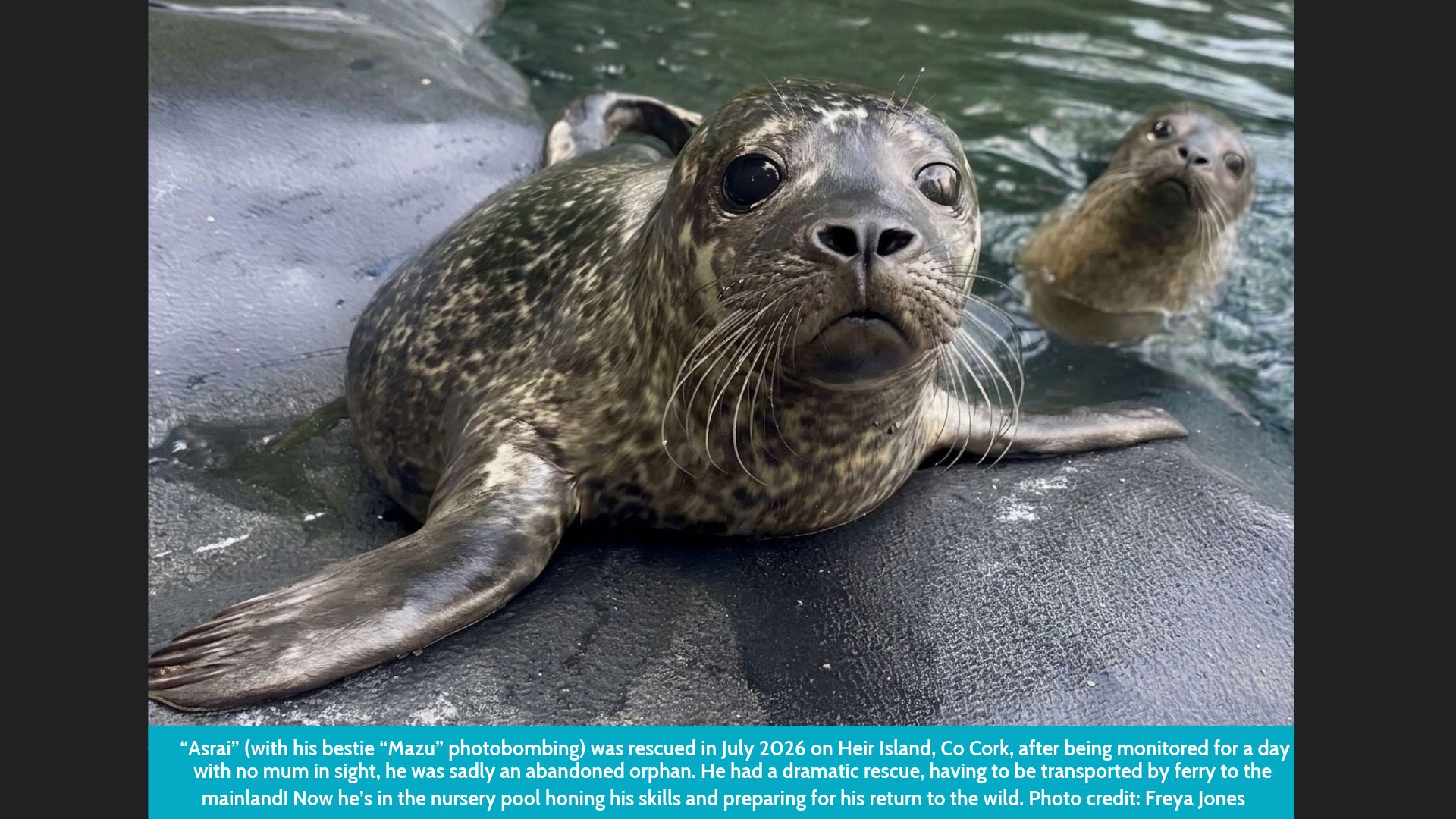 Seal Rescue Calendar P 5
